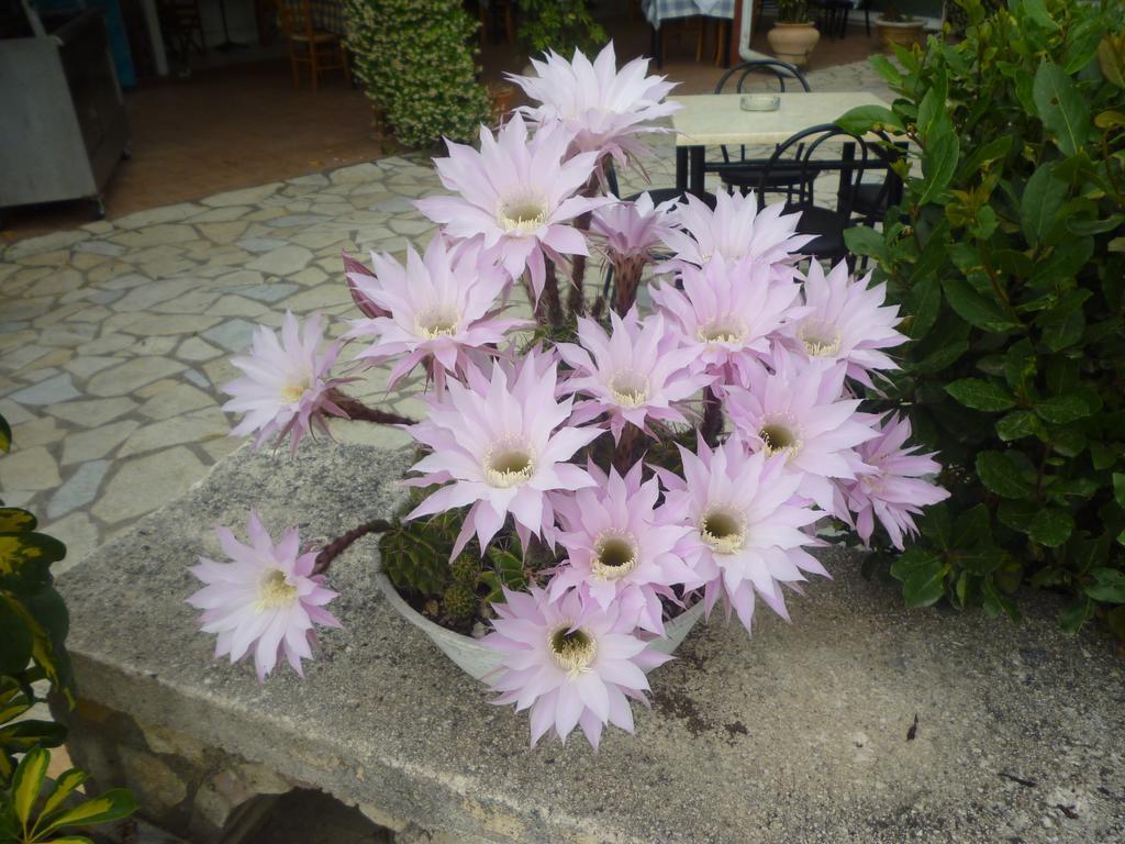Lichnos Babis Taverna & Rooms ปาร์กา ภายนอก รูปภาพ